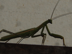 Coptopteryx argentina