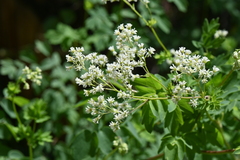 Thalictrum dasycarpum