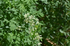 Thalictrum dasycarpum