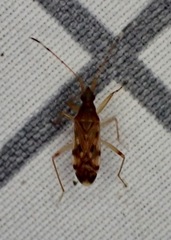 Ozophora picturata