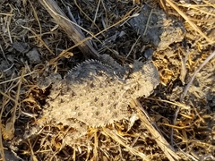 Phrynosoma blainvillii