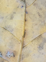 Macrodiplosis qoruca