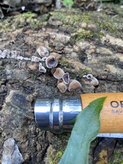 Auricularia mesenterica