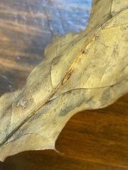 Macrodiplosis qoruca