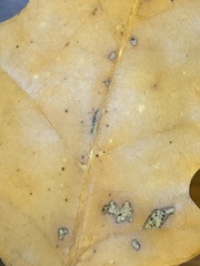 Macrodiplosis qoruca