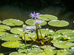 Nymphaea elegans