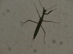 Coptopteryx argentina