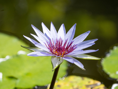 Nymphaea elegans