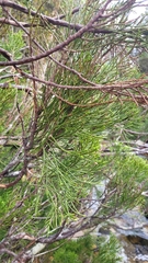 Halocarpus biformis