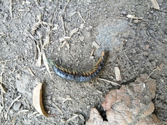 Scolopendra viridis