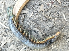 Scolopendra viridis