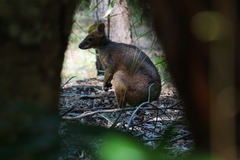 Thylogale stigmatica