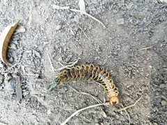 Scolopendra viridis