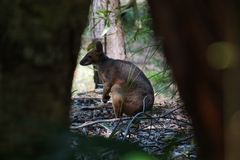 Thylogale stigmatica