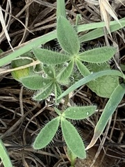 Lupinus affinis