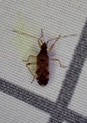 Ozophora picturata