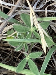 Lupinus affinis