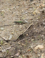 Ameiva atrigularis
