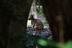 Thylogale stigmatica