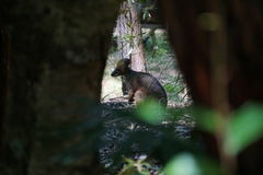 Thylogale stigmatica