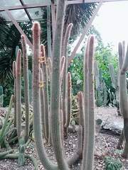 Parodia lenninghausii