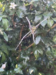Argiope keyserlingi