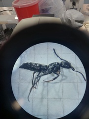 Pachycondyla crassinoda