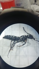 Pachycondyla crassinoda