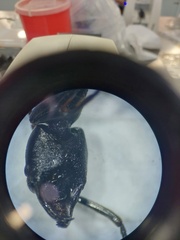 Pachycondyla crassinoda