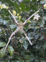 Argiope keyserlingi