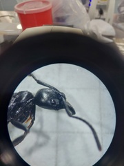 Pachycondyla crassinoda