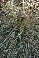 Carex oshimensis