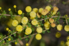 Acacia mitchellii