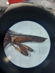 Spathophorini