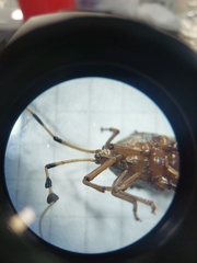Spathophorini