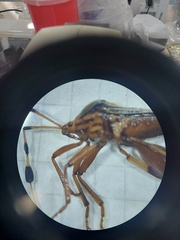 Spathophorini