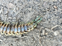 Scolopendra viridis