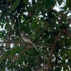 Mimus longicaudatus