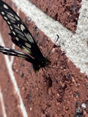 Papilio anactus