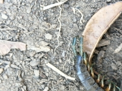 Scolopendra viridis