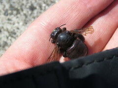 Xylocopa sonorina
