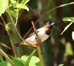 Spermestes cucullata