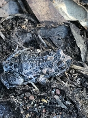 Uperoleia laevigata