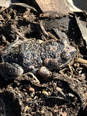Uperoleia laevigata