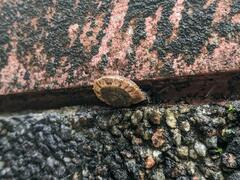 Plectotropis mackensii