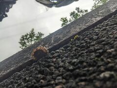 Plectotropis mackensii