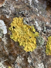 Xanthoria parietina