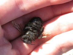 Xylocopa sonorina