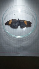 Nymphalidae