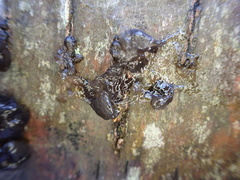 Exidia